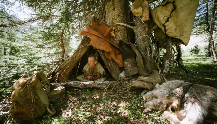 Lynx in bark shelter