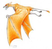 Bright Wing, orange color