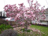 Magnolia in front yard