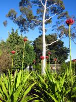 Gymea lilies