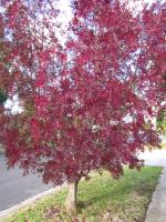 Claret ash street tree