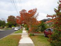 Crepe myrtle in Autumn