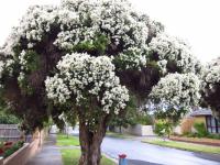 Paperbark street trees