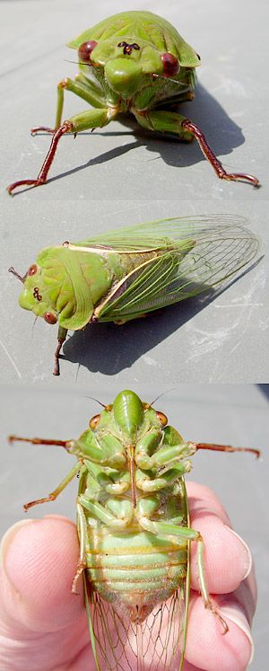 Cicada