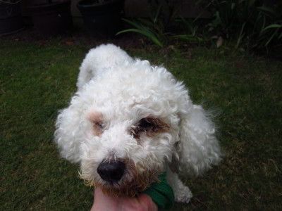 Sasha on his last day