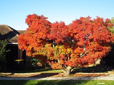 Japanese Maple tree with Autumn leaves