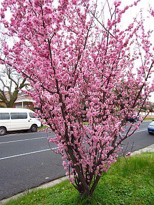 Cherry blossom street tree