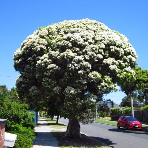Paperbark street tree in bloom