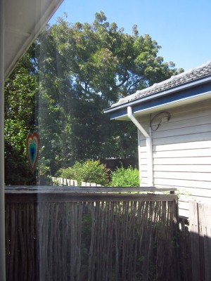 Street tree next door before it was felled that day (8/3/2016)