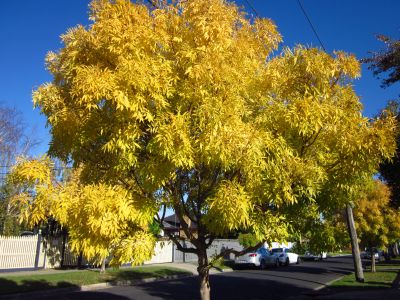 Golden Ash