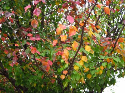Ornamental Pear