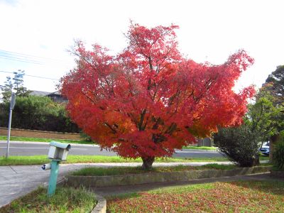 Japanese Maple in Autumn colors in my neighborhood