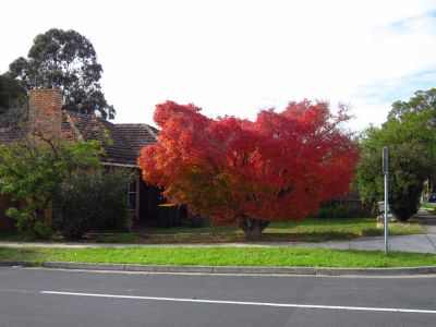 Japanese Maple in Autumn colors in my neighborhood