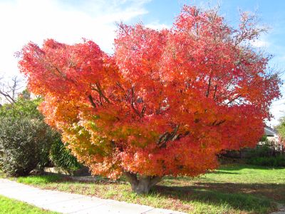 Japanese Maple in Autumn colors in my neighborhood