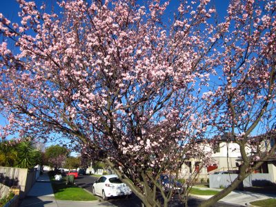 Cherry blossom, Fairbank Rd, 8/8/2016