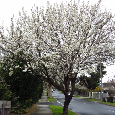 White Ornamental Pear blossom