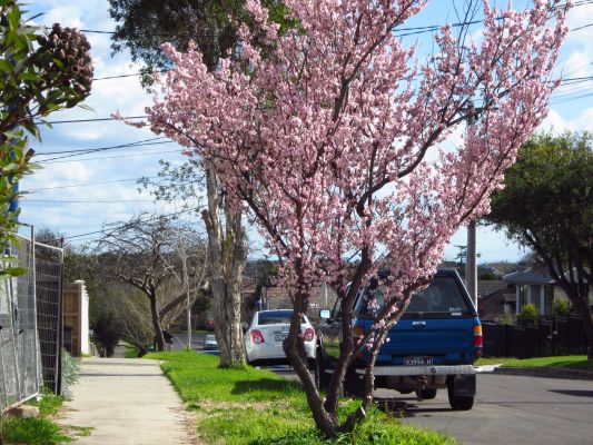 Plum blossom and distant mountains