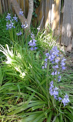Bluebells in garden