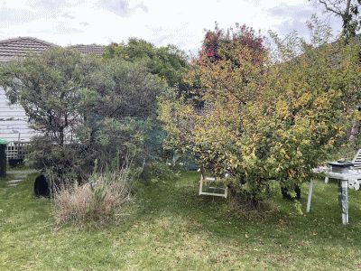 Backyard before clearing