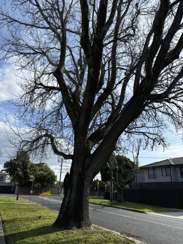 Liquidambar street tree, Mawby Road