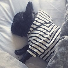 French Bulldog in profile