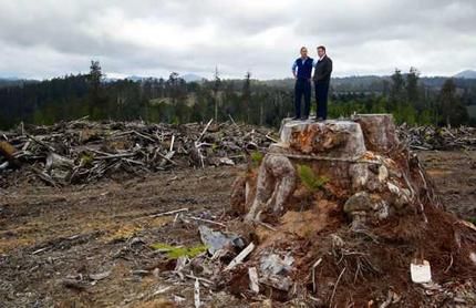 Murdered trees in Styx Valley