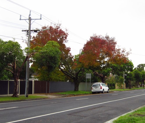 #91 Claret Ash taken from street