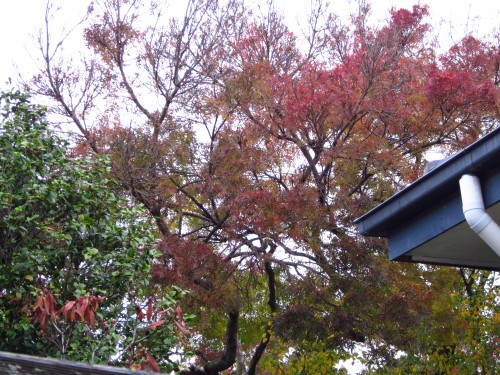 #91 Claret Ash as seen from my bedroom window