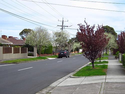 Ornamental Pear blossom, Patterson Road