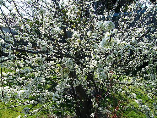 Our backyard plum tree in blossom
