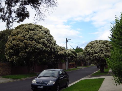 Paperbark trees, Harper Avenue