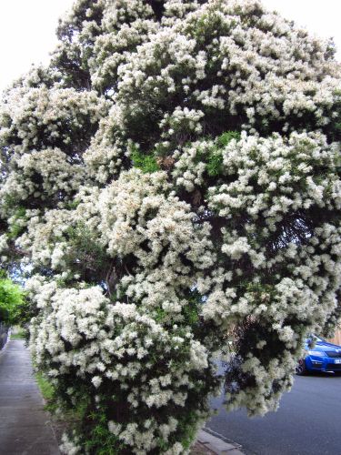 Paperbark trees, Harper Avenue 